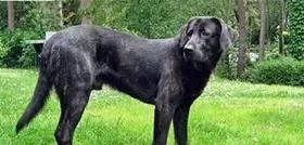 高加索犬和中亚猎狼犬的区别