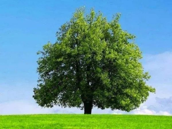 一棵树两棵树打一字谜