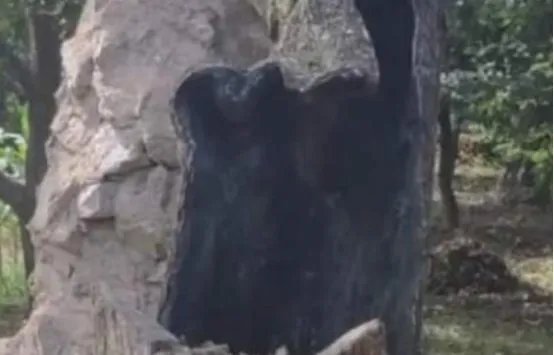 407岁梨树被烧空心仍能结果，这棵树是靠啥吸收养分的？