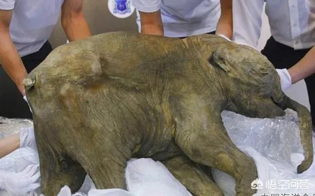 如果猛犸象复活计划成功了，人类会灭绝吗？你怎么看？