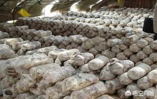 食用菌从种植到加工需要用到什么设备?