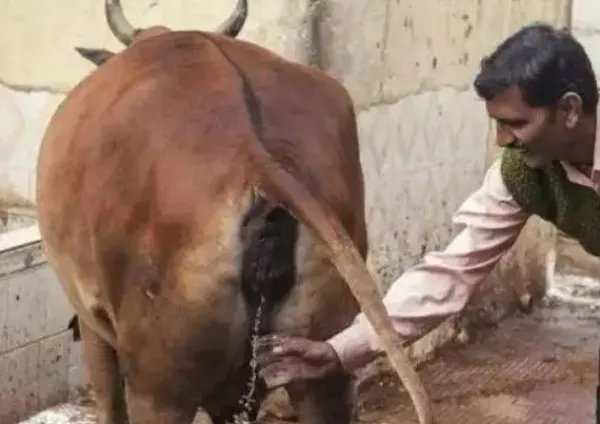 靠牛粪和牛尿，印度成为世界第5大经济体，是因为人口红利吗？