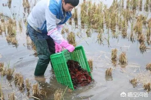 小龙虾养多久可以长大，它需要怎样的生长环境？