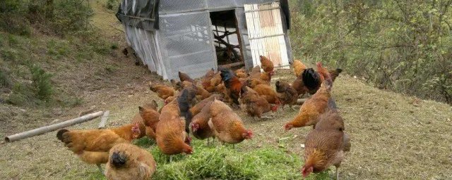 山鸡养殖技术 山鸡如何养殖