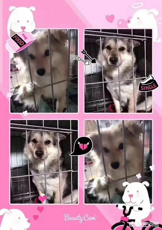 保定一老人卖房救助流浪狗，救助站不慎失火，为抢救狗狗烧伤半边脸，这个事你怎么看？