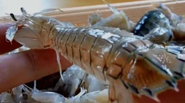 泰国旅游点了三只大虾,为什么导游会劝人别吃呢?