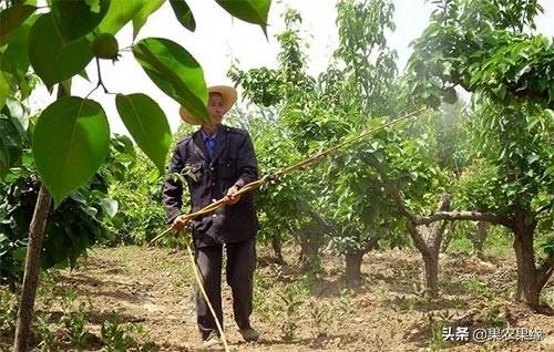 尿素做叶面肥，浓度多少合适？