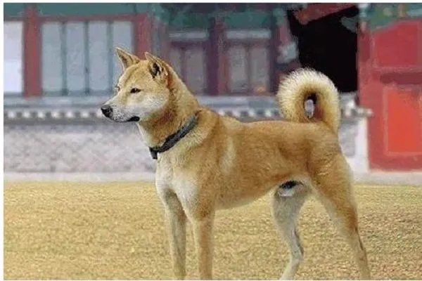 中国土狗的品种大全及图片