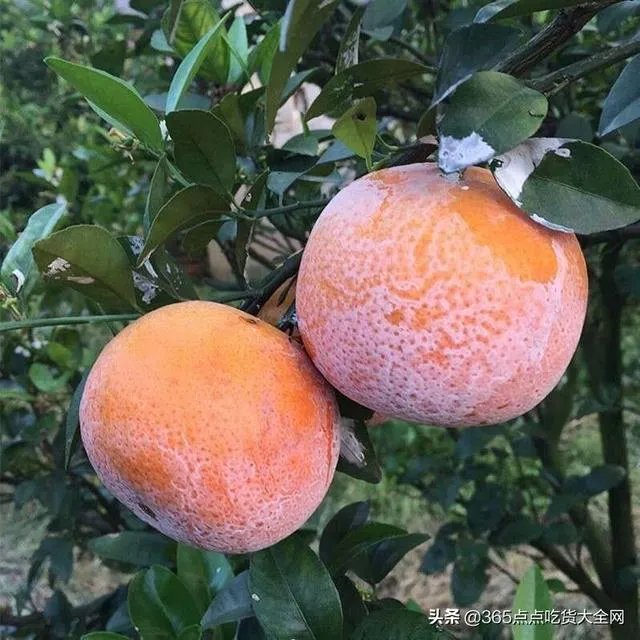 特朗普说如果美国检测人数减少一半？美国的病例减少一半？对吗？