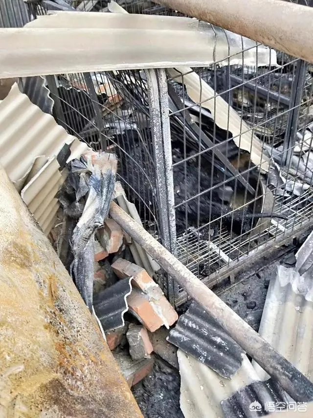 保定一老人卖房救助流浪狗，救助站不慎失火，为抢救狗狗烧伤半边脸，这个事你怎么看？