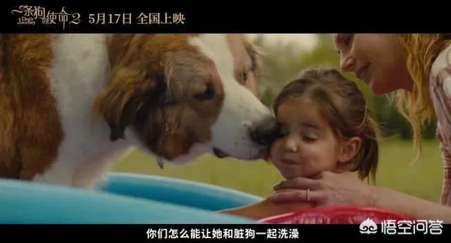 如何评价电影《一条狗的使命2》？