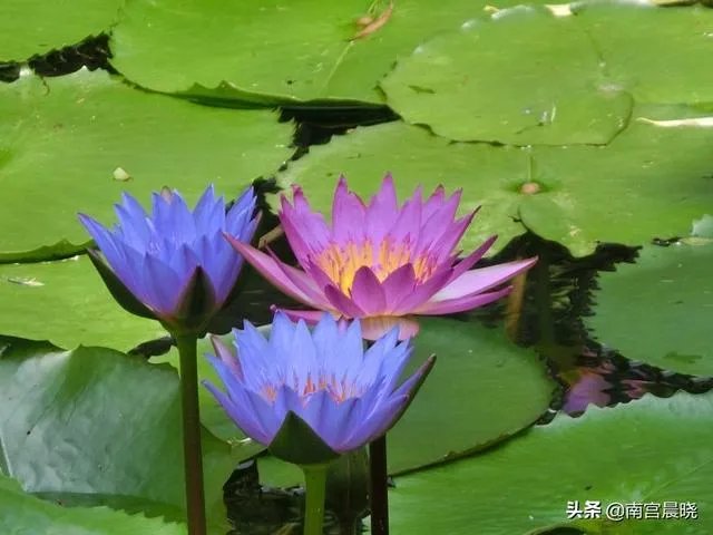 三潭印月有什么特色？