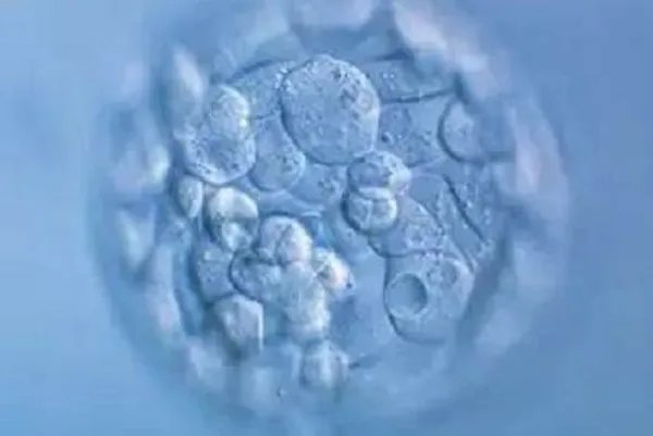 试管囊胚和冻胚在成功率上有区别吗？