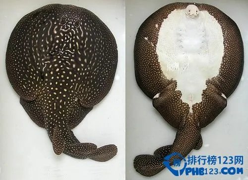 世界上最恐怖的动物排行榜