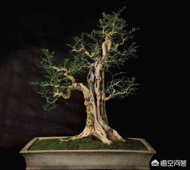 九里香怎么养？