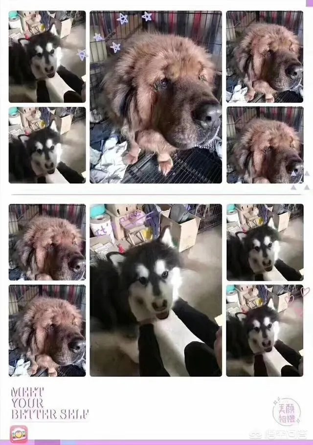 保定一老人卖房救助流浪狗，救助站不慎失火，为抢救狗狗烧伤半边脸，这个事你怎么看？