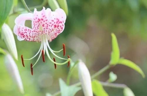 男朋友送百合花代表什么意思 送百合花送几朵好