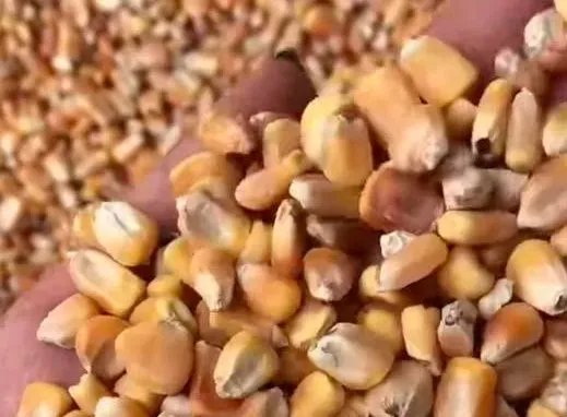 中储粮是如何回应外租收储库“玉米变筛糠”的？