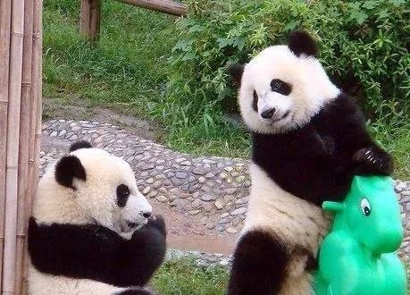 陕西发现野生大熊猫是真的吗？