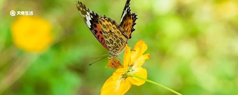 四时田园杂兴其二十五的意思是什么