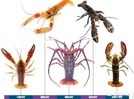 小龙虾养多久可以长大，它需要怎样的生长环境？