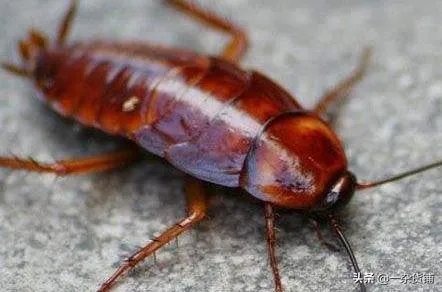 大家觉得蟑螂养殖这个项目怎样?