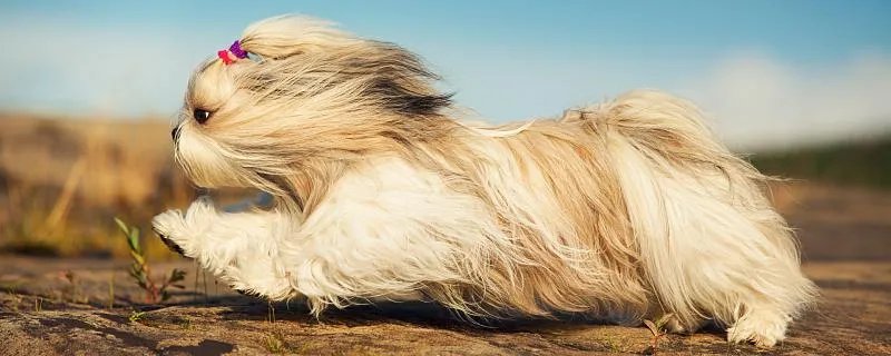 梦见被狗追着咬是什么意思 梦见被狗追着咬是什么征兆