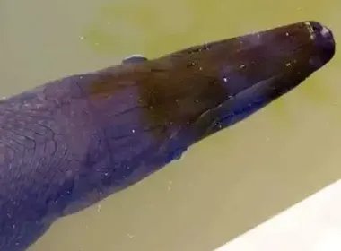 鳄雀鳝竟藏身寺庙放生池，长1.2米，重50斤，它是如何来到这里的？