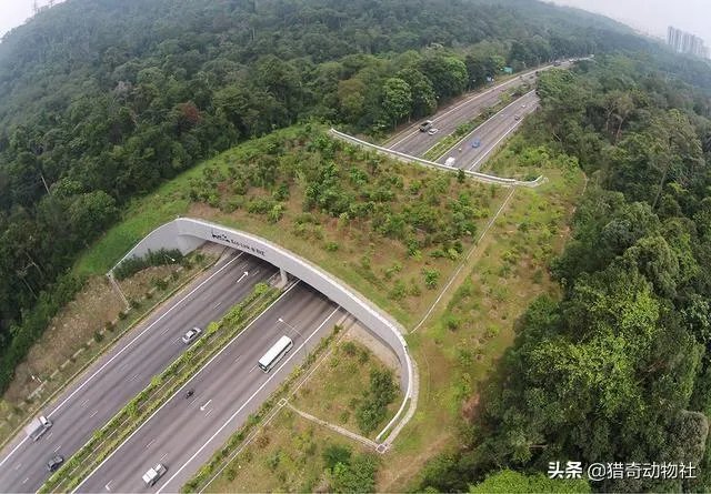 吉林男子偶遇300斤大老虎,老虎频繁现身,是生态变好还是变差?