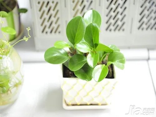 办公室绿植要怎么摆放 办公室绿植摆放技巧