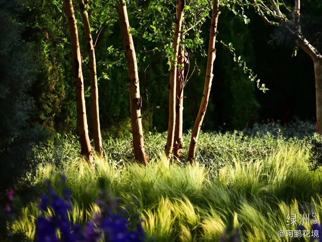2019，从北京世园会湖南园花境到印象莫奈系列花境花园，从上...
