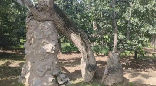 407岁梨树被烧空心仍能结果，这棵树是靠啥吸收养分的？