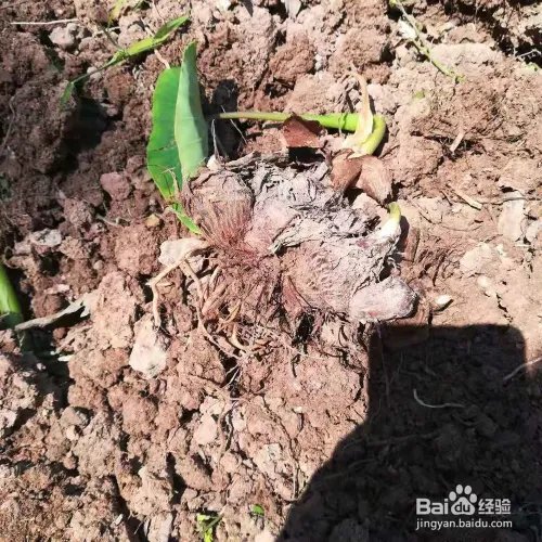 如何挖芋头的方法