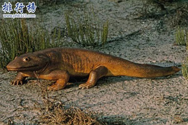 史前十大最怪异生物，如同漫画中的奇怪生物