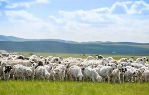 蒙古捐赠的3万只羊为何全将由湖北安排呢？