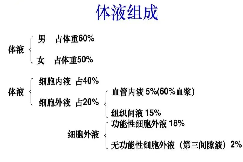体液的组成图
