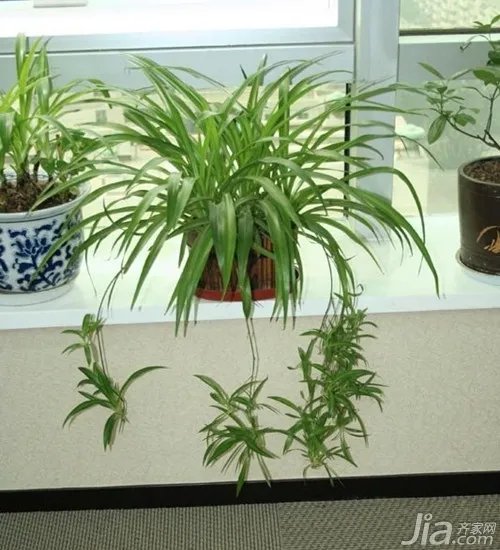 办公室绿植要怎么摆放 办公室绿植摆放技巧