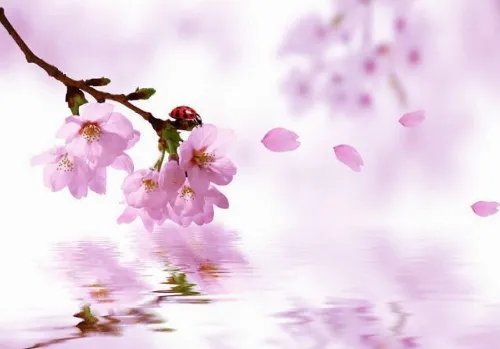 女人走桃花运什么意思 女人走桃花运好不好