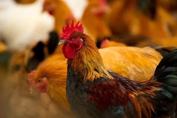 鸡脱毛机怎么使用