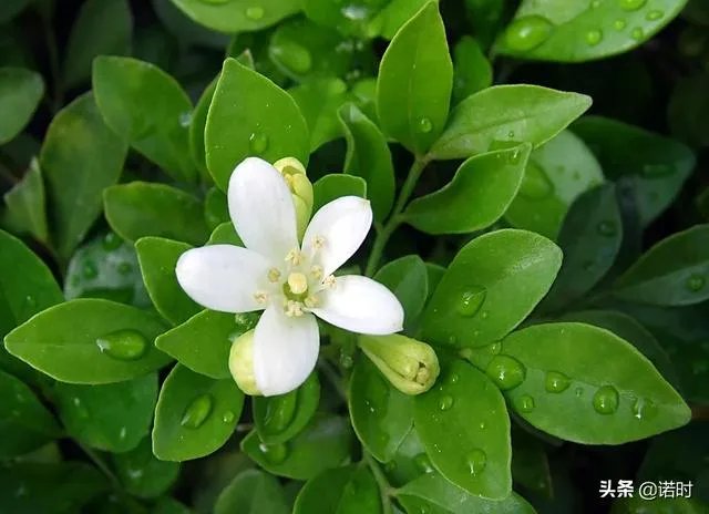 九里香怎么养？