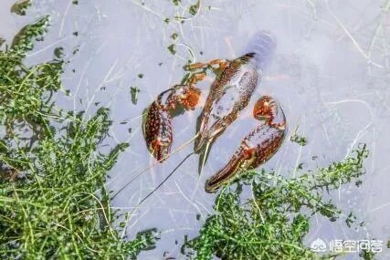 小龙虾养多久可以长大，它需要怎样的生长环境？