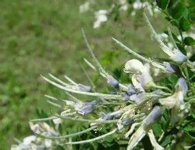 来高手回答这是什么树？叫什么名字，土话叫连针籽籽，地里面村里面到处都可见到的