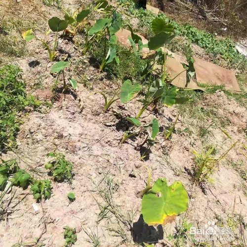 如何挖芋头的方法