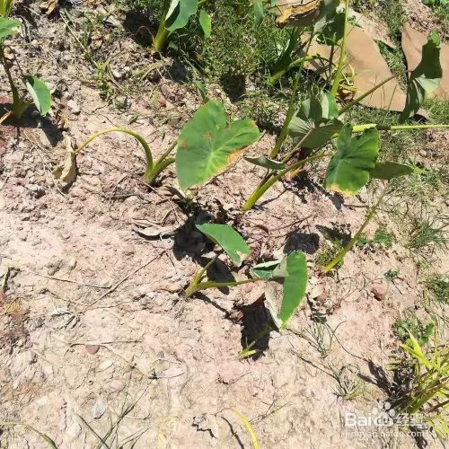 如何挖芋头的方法