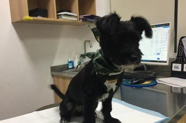 2021上海宠物医院十大排行榜 安安宠医上榜,第一收费合理