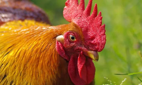 公鸡为什么会准时打鸣，有何依据？