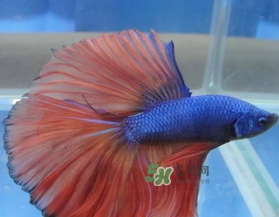 锦鲤有什么寓意？锦鲤代表什么意思