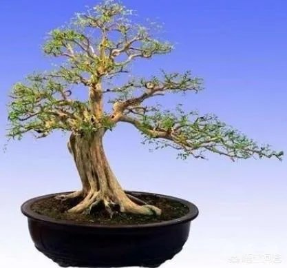 九里香怎么养？