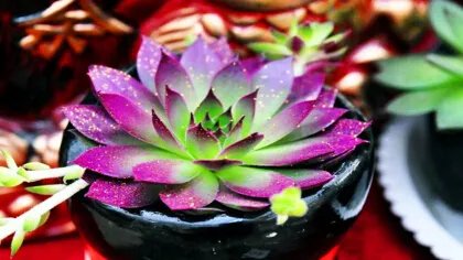 观音莲要深盆还是浅盆