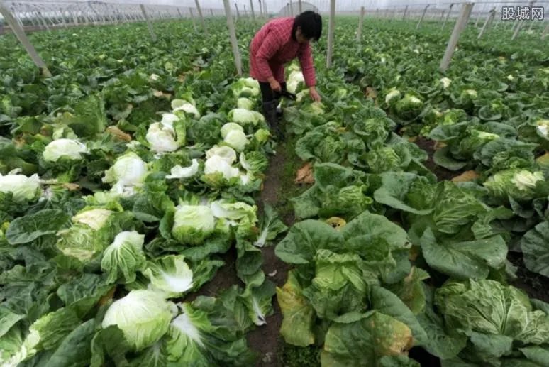 在家种植什么最赚钱？来看看5个种植致富项目